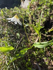 Erythronium montanum