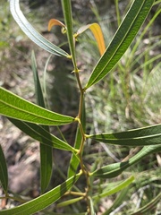 Acacia macradenia