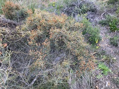 Casuarinaceae