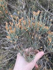 Casuarinaceae