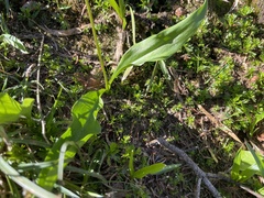 Erythronium montanum
