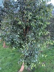 Eucalyptus bosistoana