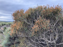 Casuarinaceae