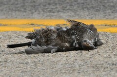 Dendragapus obscurus