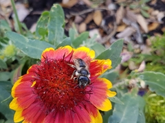 Megachile mendica