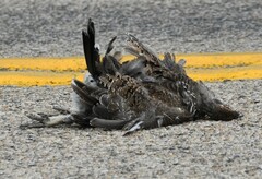 Dendragapus obscurus