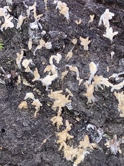 Arcyria obvelata