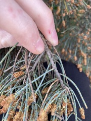 Casuarinaceae