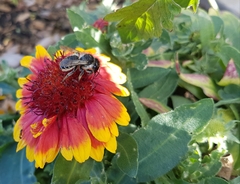 Megachile mendica