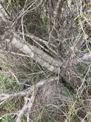 Casuarinaceae