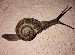 Ariophanta exilis