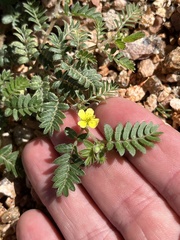 Tribulus terrestris