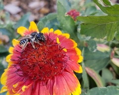 Megachile mendica