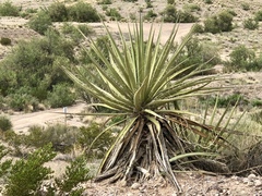 Yucca treculiana