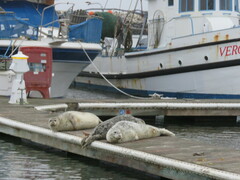 Phoca vitulina richardii