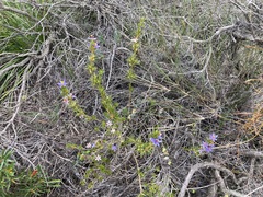 Calectasia