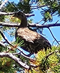 Dendragapus obscurus