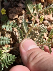 Tribulus terrestris