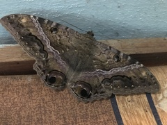 Ascalapha odorata