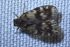Bothriocera