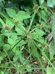 Cyperus cyperoides