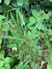 Cyperus cyperoides