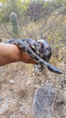 Lampropeltis splendida