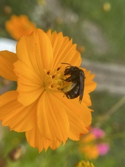 Melissodes bimaculatus