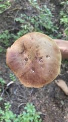 Boletus smithii