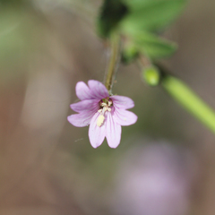 Epilobium ciliatum