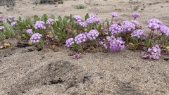 Abronia umbellata
