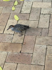 Gallirallus philippensis