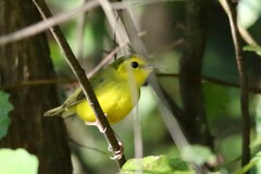 Setophaga citrina