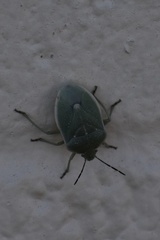 Chlorochroa