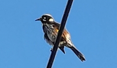 Phylidonyris novaehollandiae