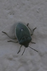 Chlorochroa