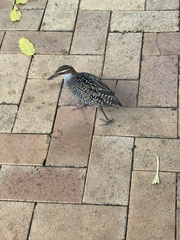 Gallirallus philippensis