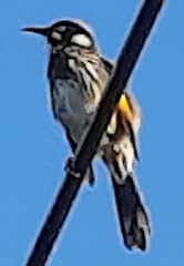 Phylidonyris novaehollandiae