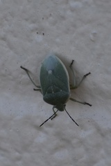 Chlorochroa