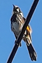 Phylidonyris novaehollandiae