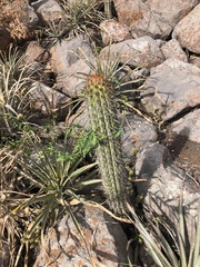 Haageocereus acranthus