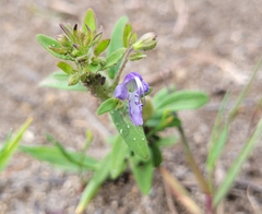 Trichostema dichotomum