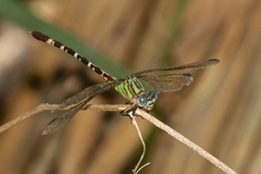 Erpetogomphus eutainia