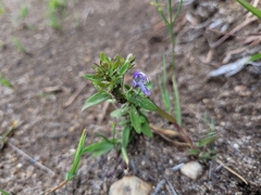 Trichostema dichotomum