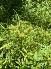 Cyperus strigosus