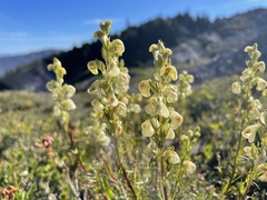 Pedicularis contorta