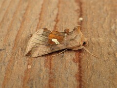 Autographa metallica