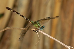 Erpetogomphus eutainia