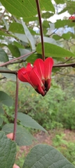 Erythrina breviflora