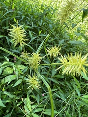 Cyperus strigosus
